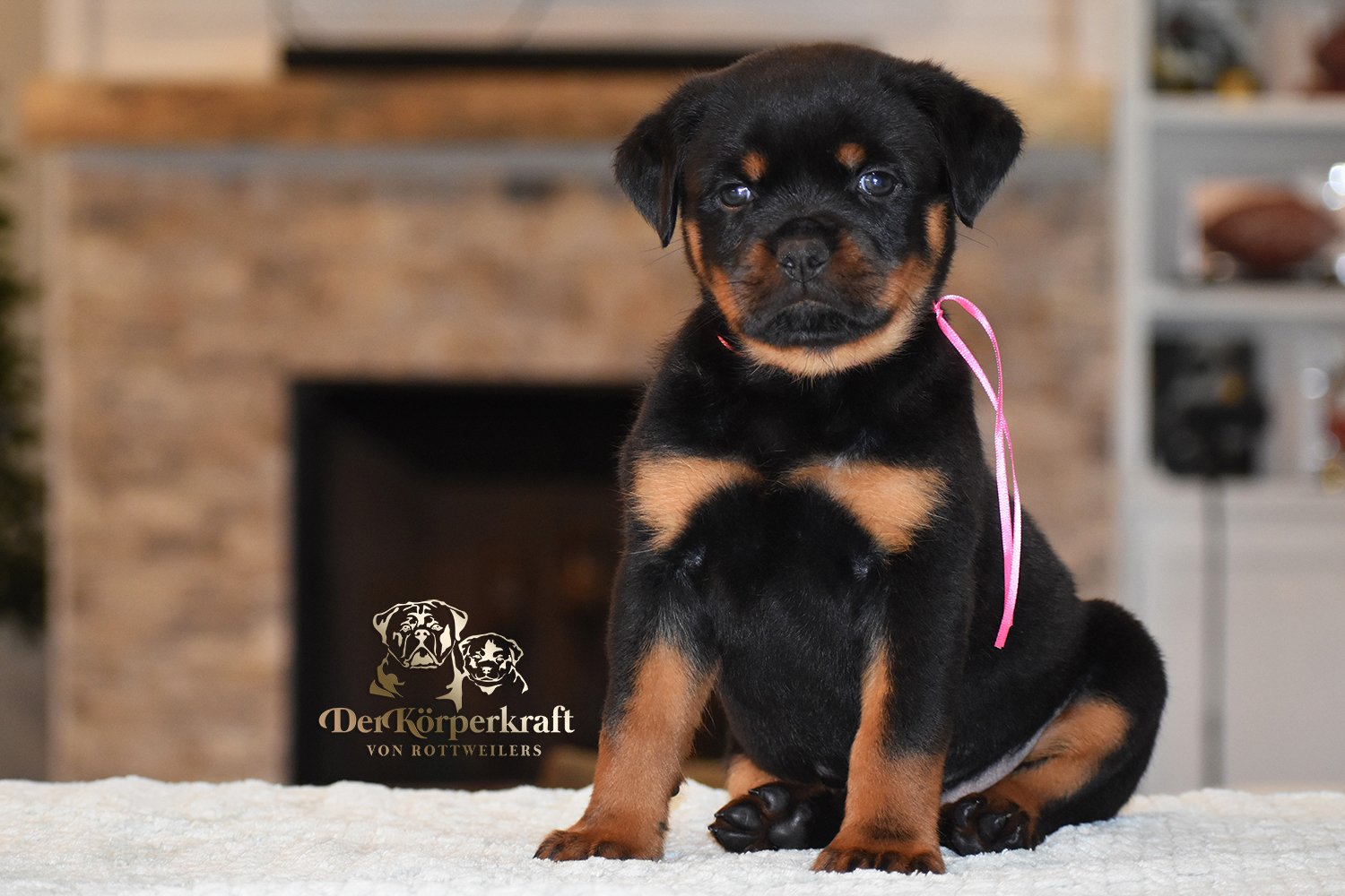 Pink Collar Female