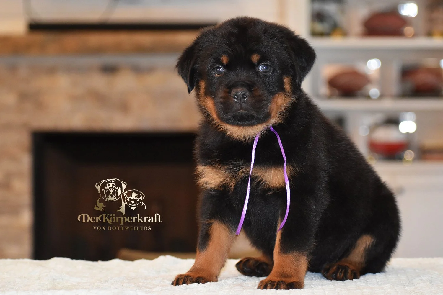 Purple Collar Female