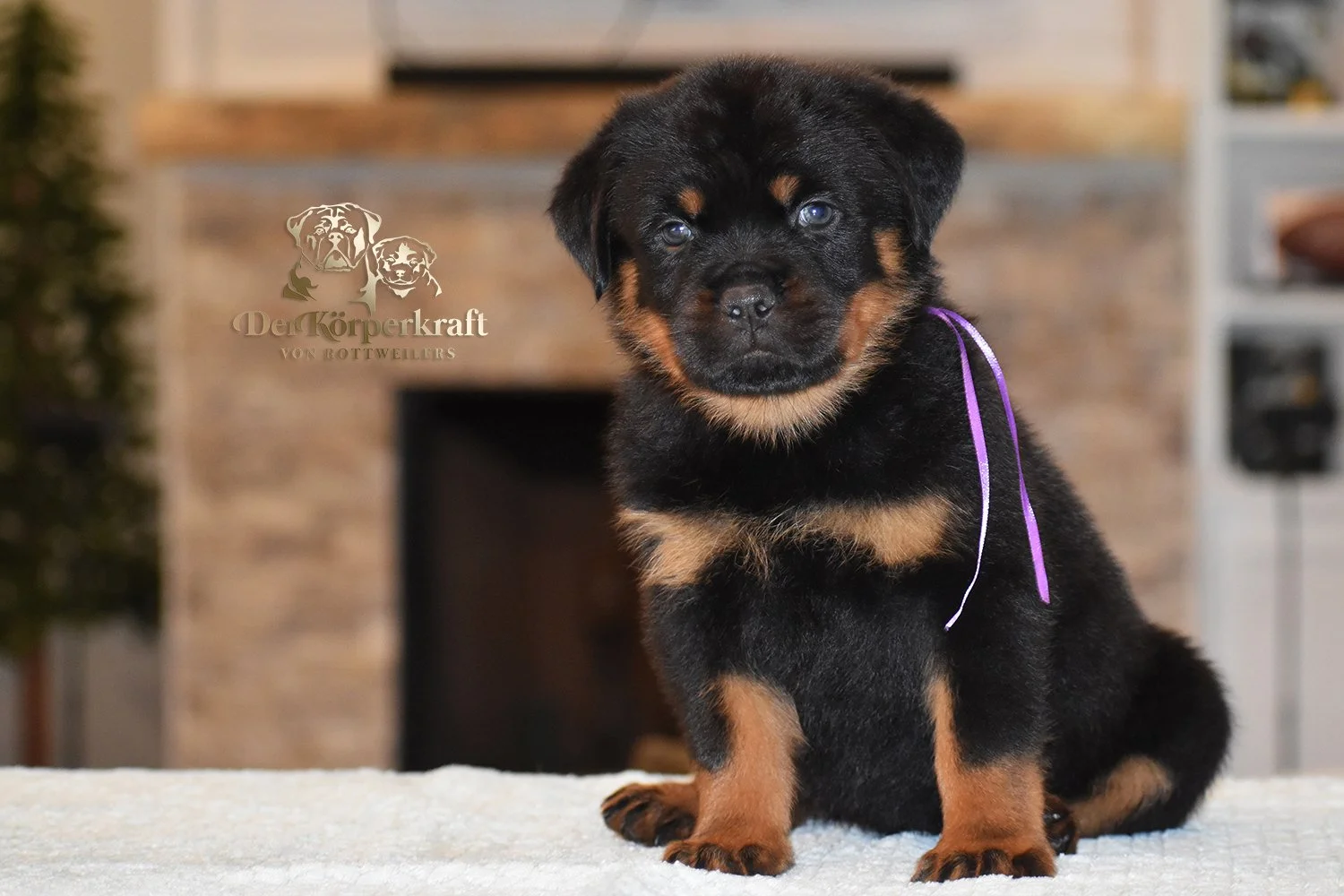 Purple Collar Female