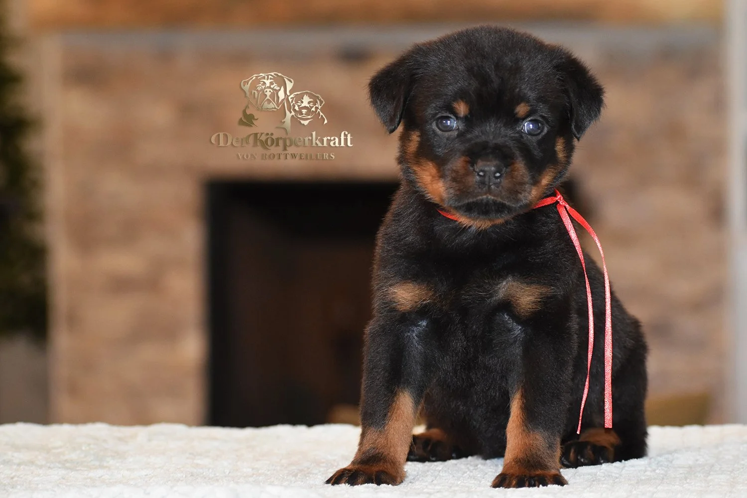 Red Collar Female