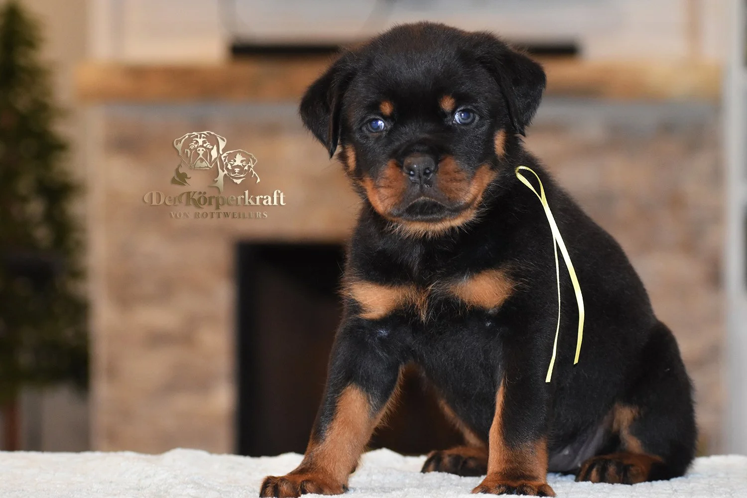 Yellow Collar Female