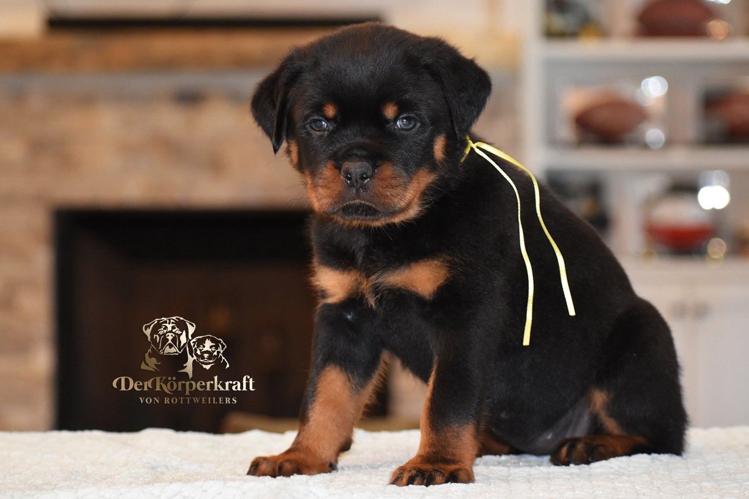 Yellow Collar Female