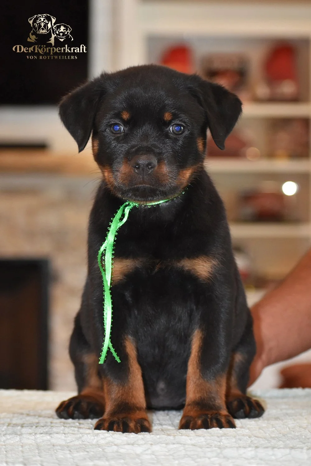 6Q-JohnWick-Brenda-7wk-Female-Green (1)a.jpg