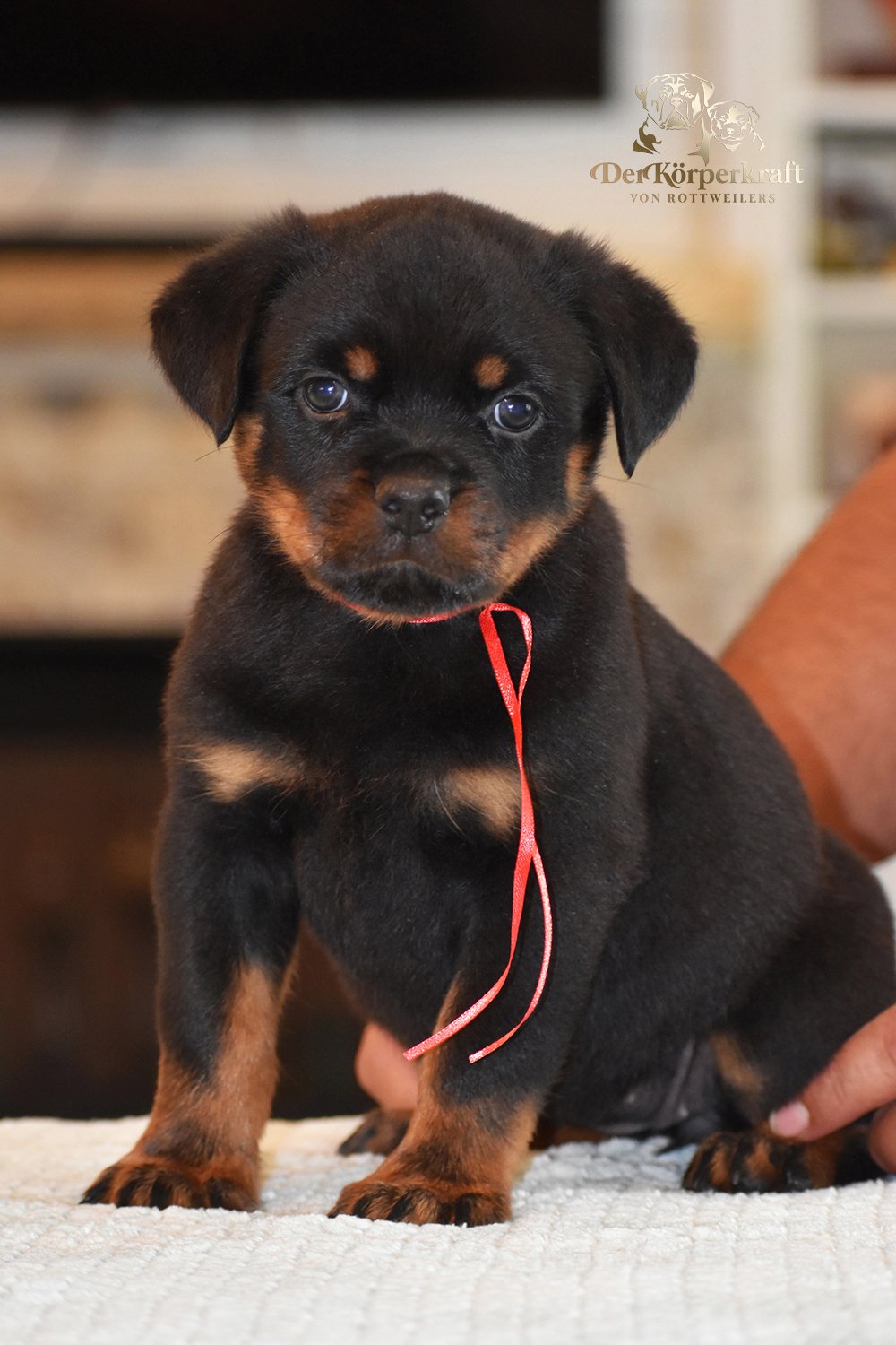 6Q-JohnWick-Brenda-7wk-Female-Red (1)a.jpg