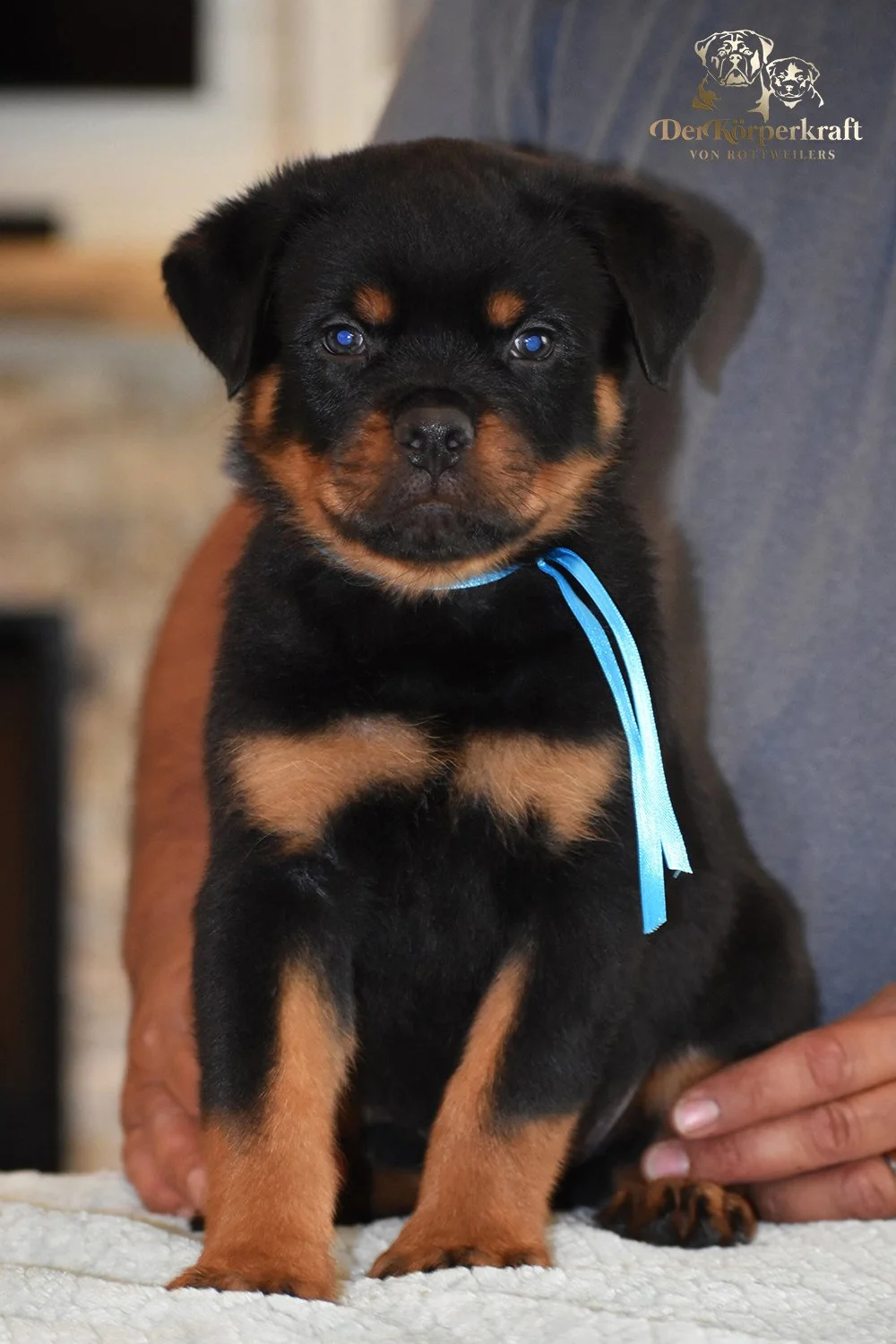 6Q-JohnWick-Brenda-7wk-Male-Blue (2)a.jpg