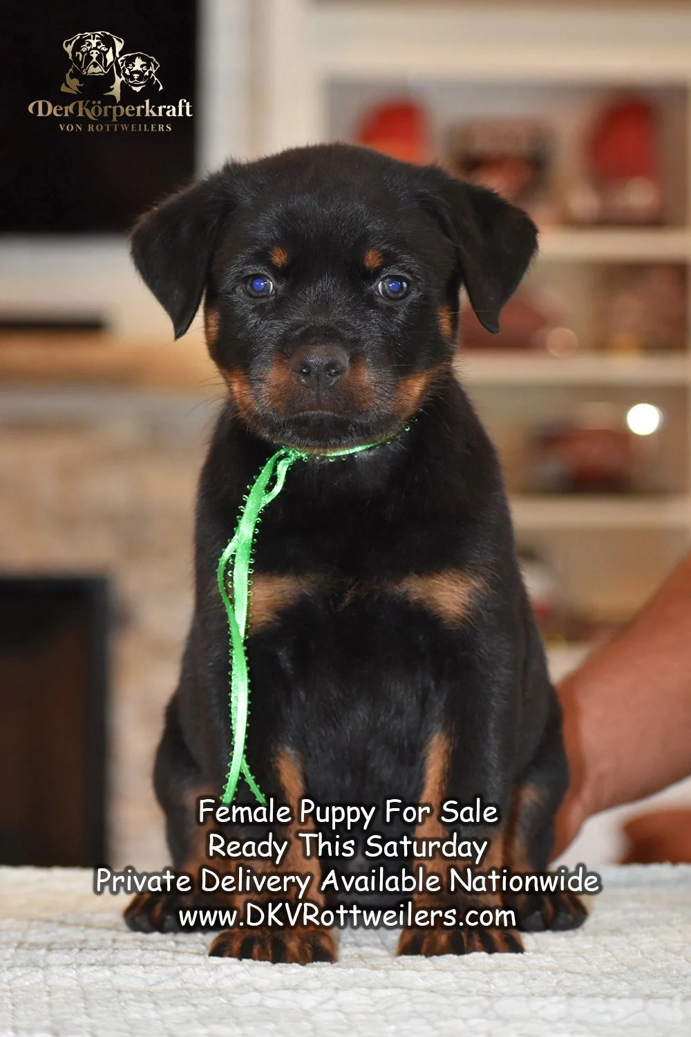 6Q-JohnWick-Brenda-7wk-Female-Green-AD.jpg