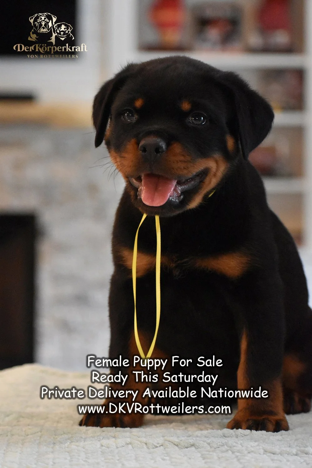 6Q-JohnWick-Brenda-7wk-Female-Yellow-AD.jpg