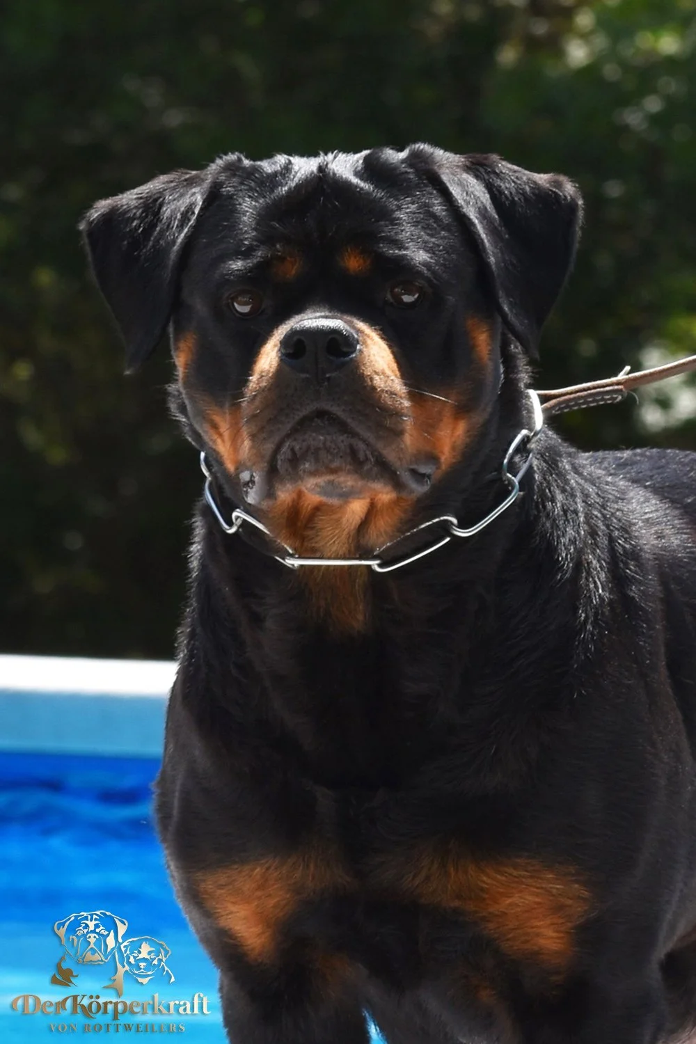 DKV-Rottweilers-Misrija-Von-Haus-Drazic-1d.jpg