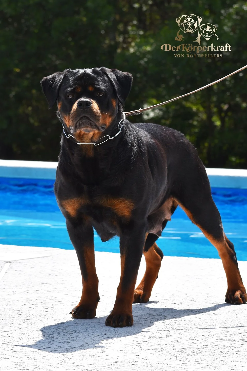 DKV-Rottweilers-Misrija-Von-Haus-Drazic-1b.jpg