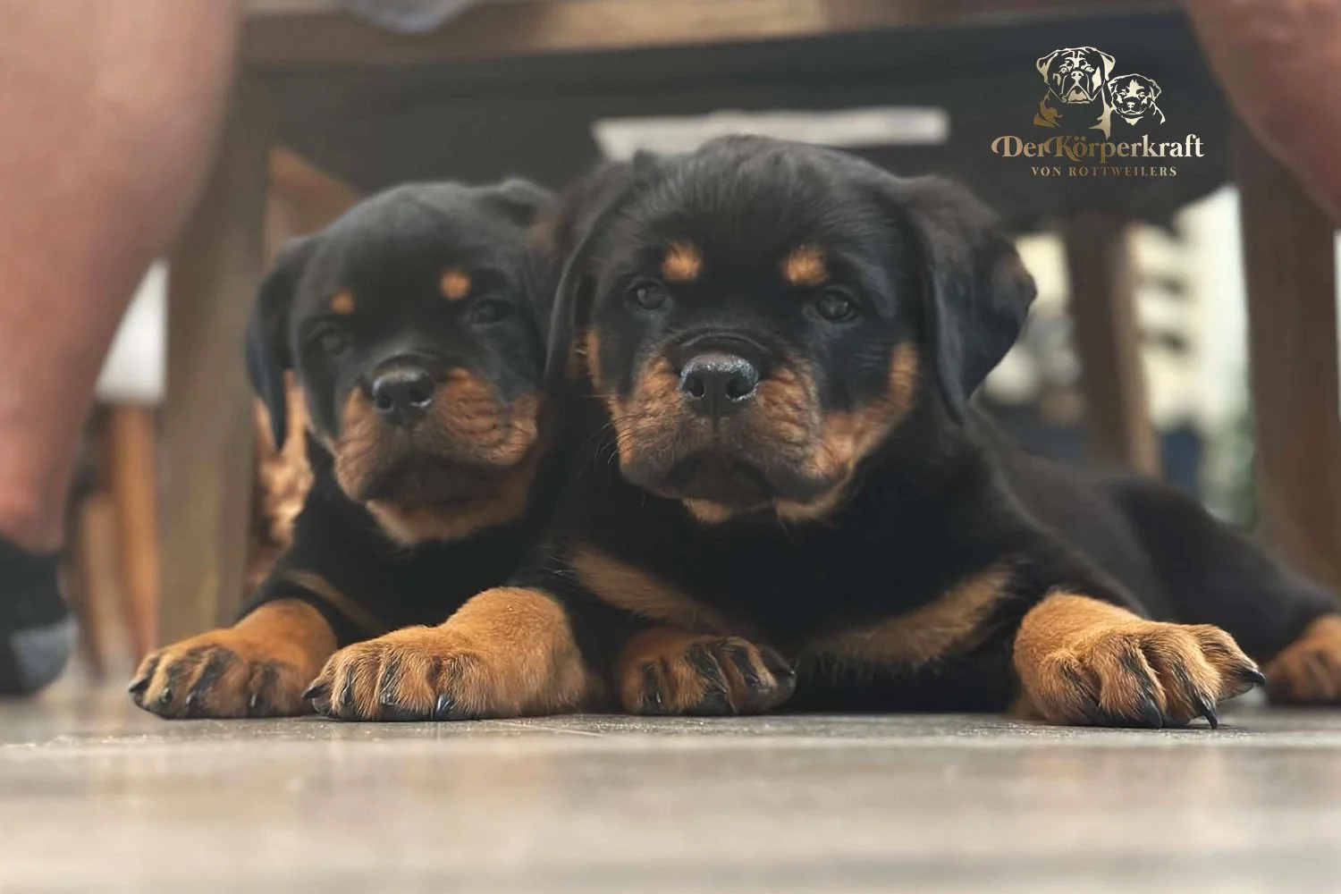 6R-Tango-Misrija-7wk-Females (3)a.jpg