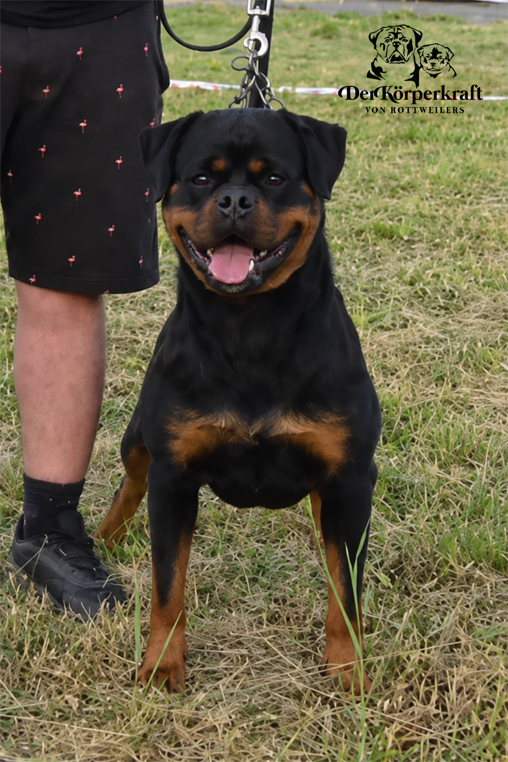 DKVRottweilers-Ustajala-Von-Haus-Drazic-Logo.png