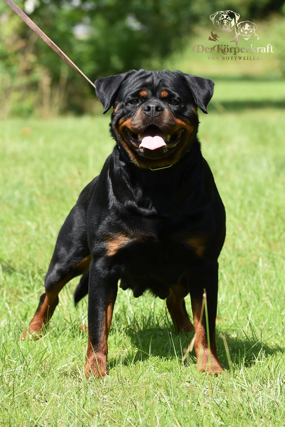 DKV-Rottweilers-Dzejmica-Vom-Haus-Drazic-3yr-1000.jpg