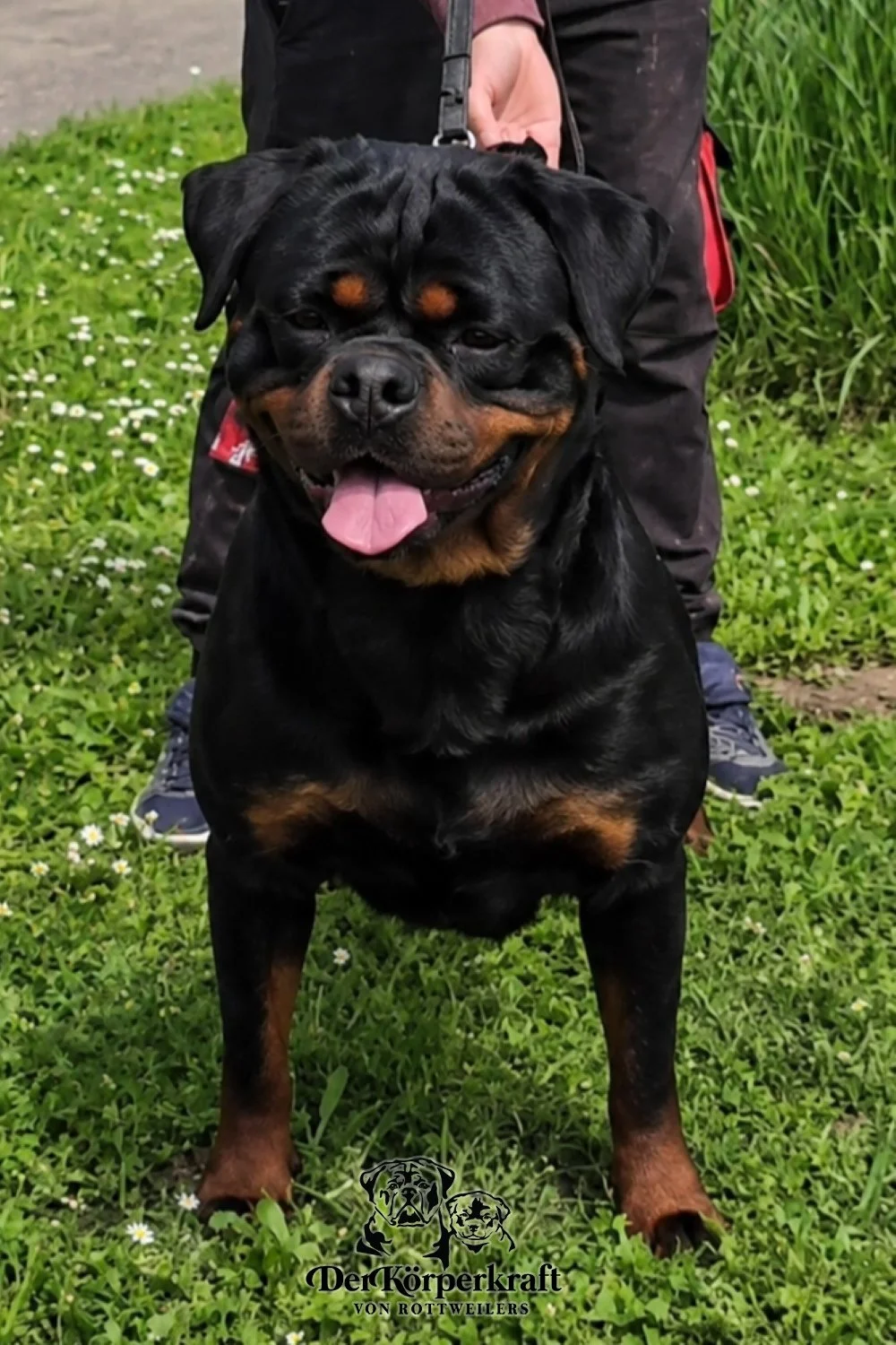 DKV-Rottweilers-Dzejmica-Vom-Haus-Drazic (3).jpg