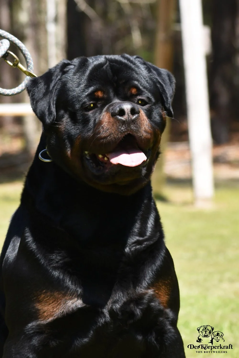 DKVRottweilers-Virtus-Von-Der-Korperkraft-2yr (4)sm.jpg