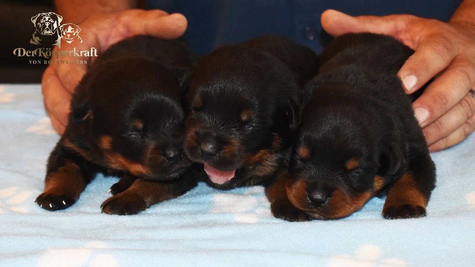 6S-Valentino-Ustajala-2wk-Males-Group1 (2)a.jpg