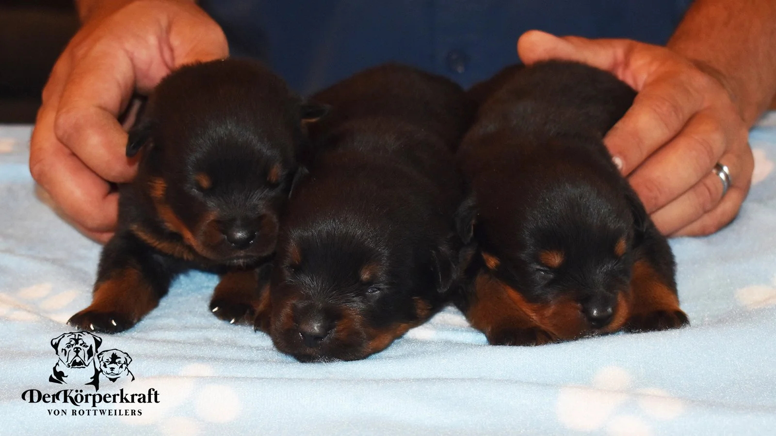 6S-Valentino-Ustajala-2wk-Males-Group1 (3)a.jpg