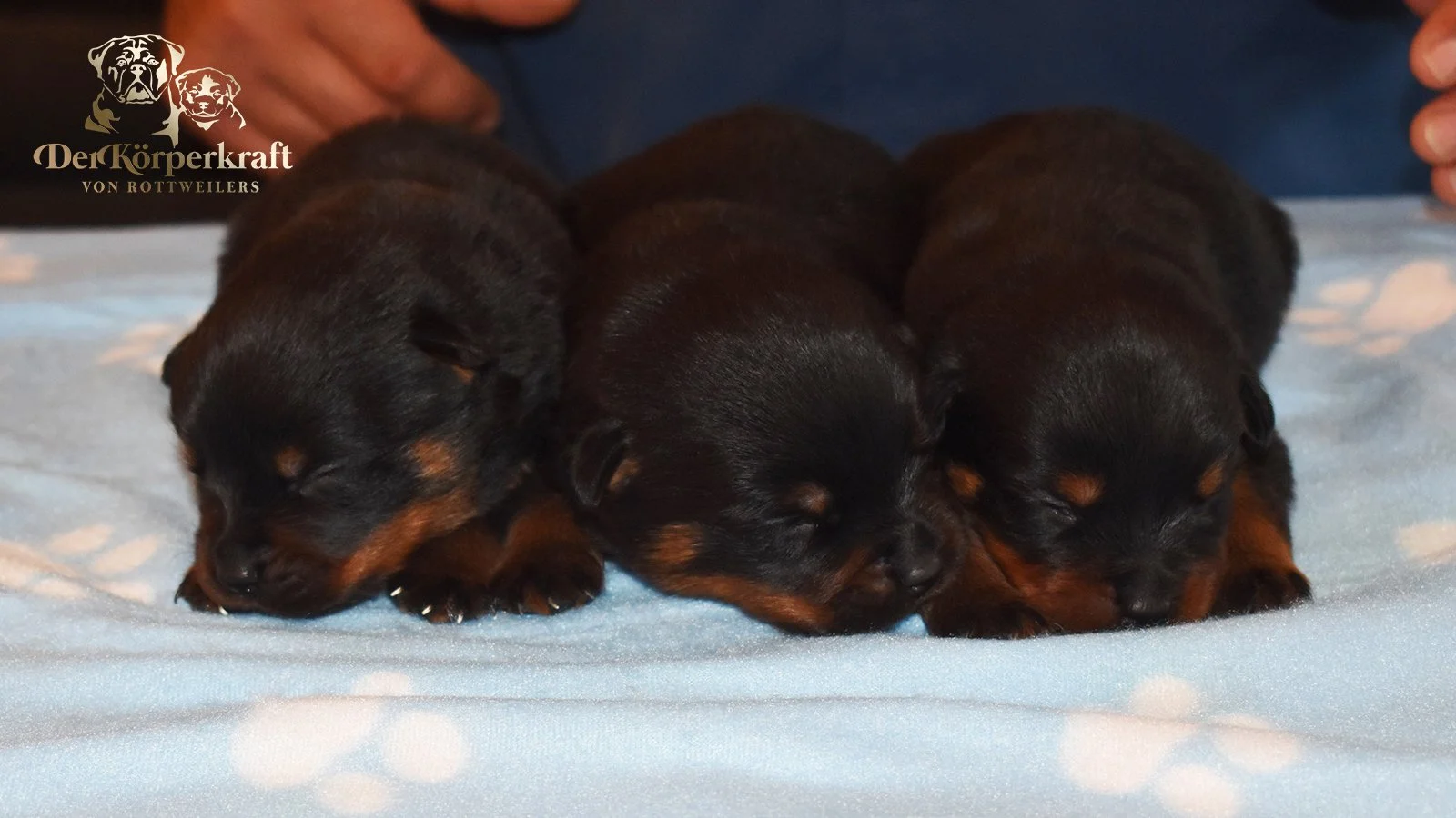 6S-Valentino-Ustajala-2wk-Males-Group1 (4)a.jpg
