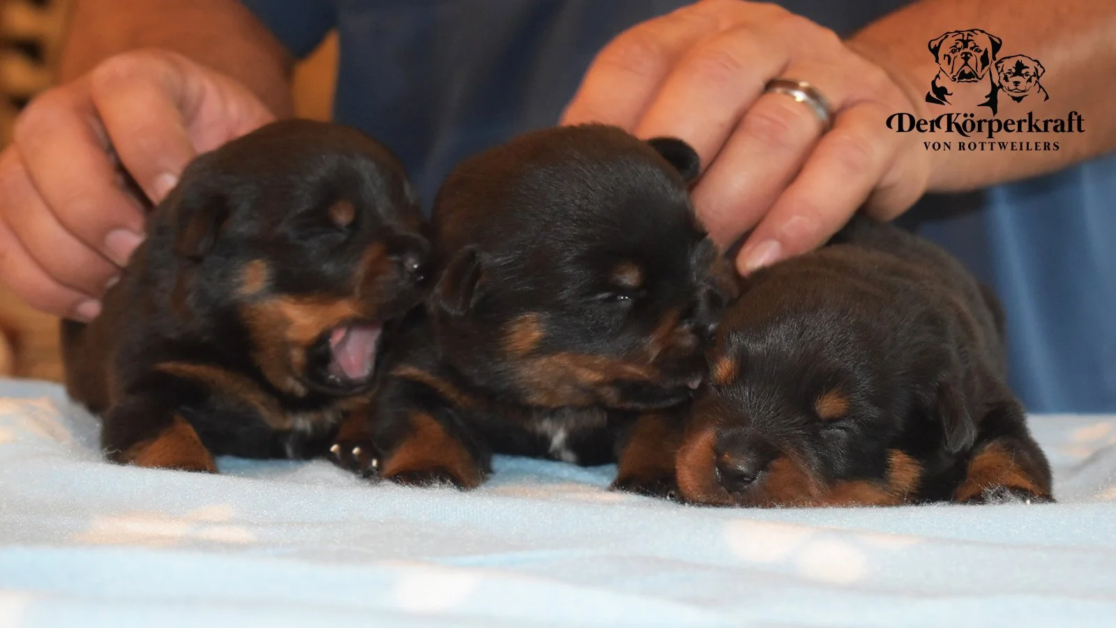 6S-Valentino-Ustajala-2wk-Males-Group1 (5)a.jpg