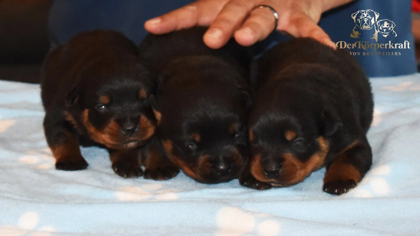 6S-Valentino-Ustajala-3wk-Males-Group2 (2)a.jpg