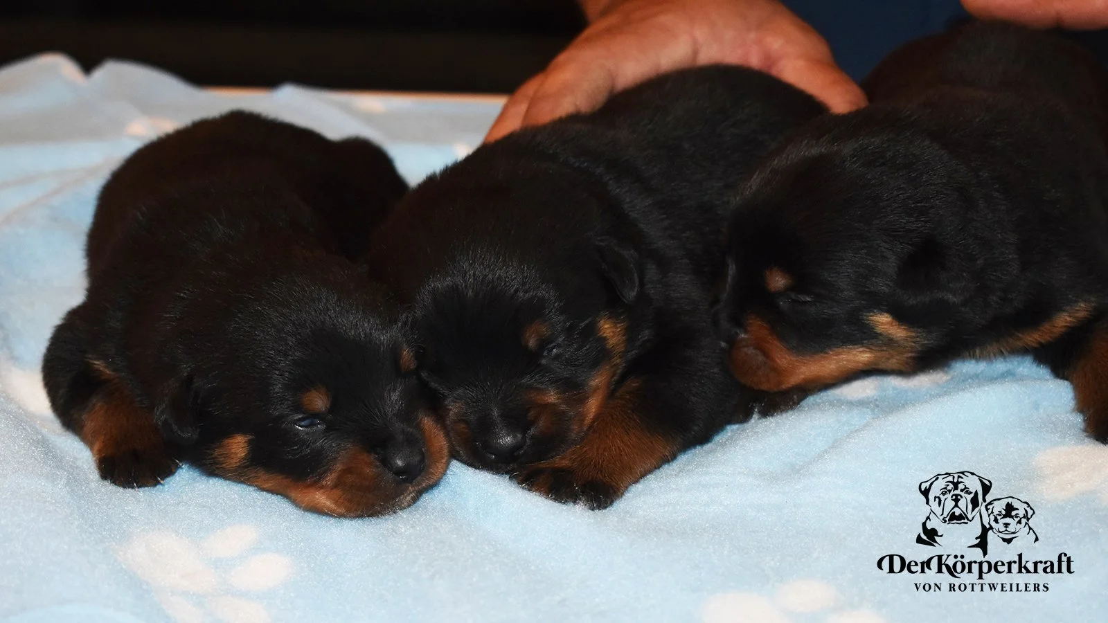 6S-Valentino-Ustajala-3wk-Males-Group2 (1)a.jpg