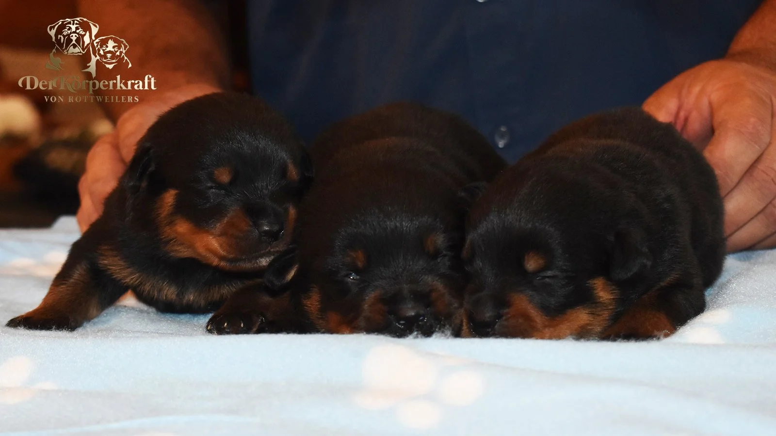 6S-Valentino-Ustajala-3wk-Males-Group2 (4)a.jpg