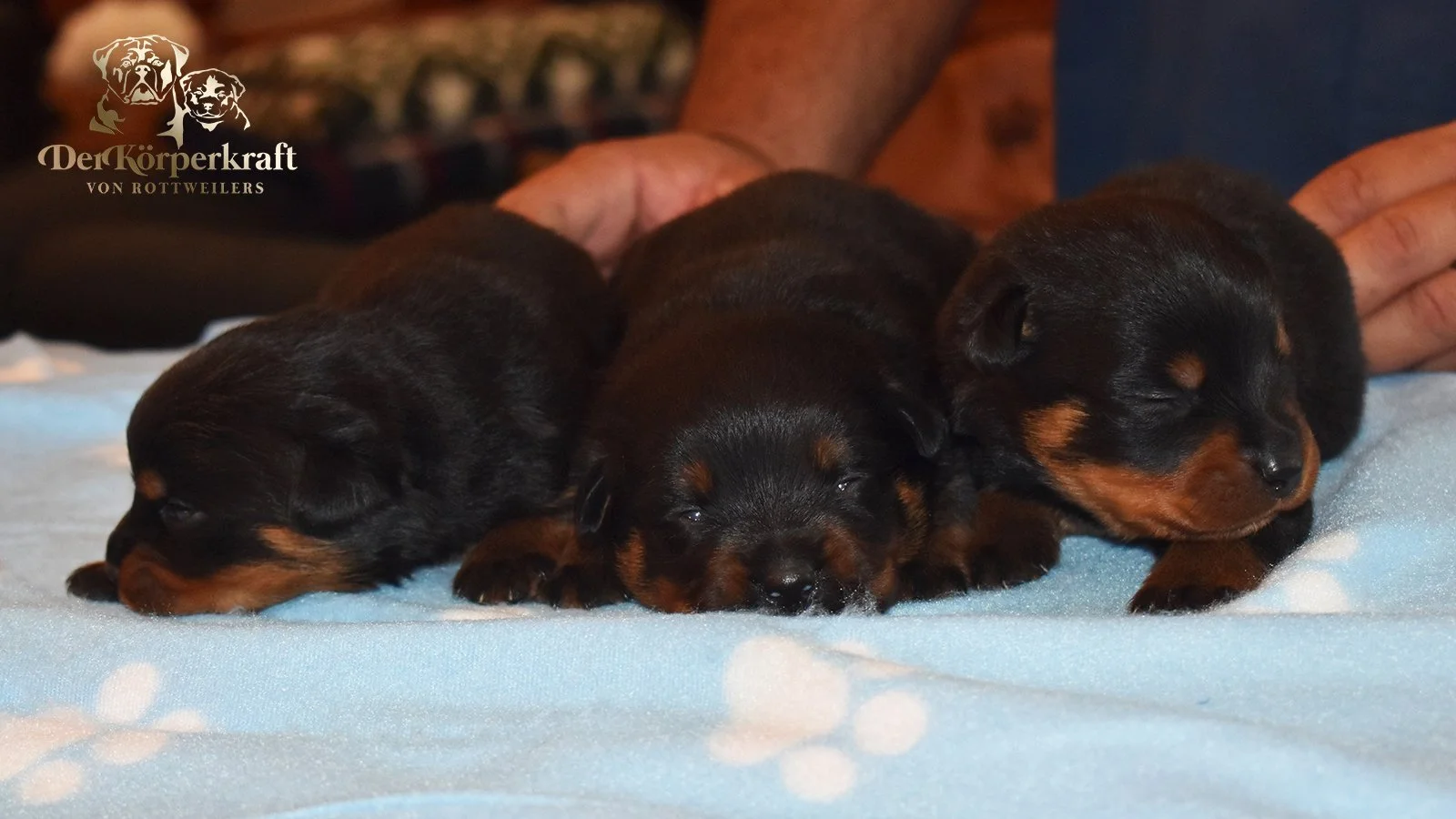 6S-Valentino-Ustajala-3wk-Males-Group2 (5)a.jpg
