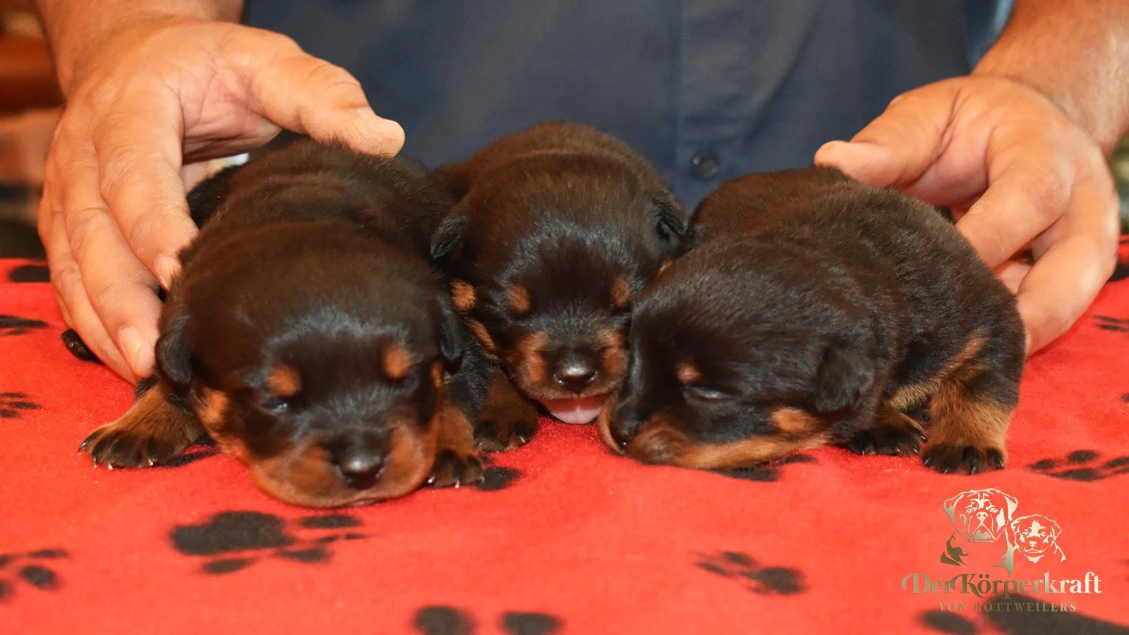 6S-Valentino-Ustajala-2wk-Females (2)a.jpg