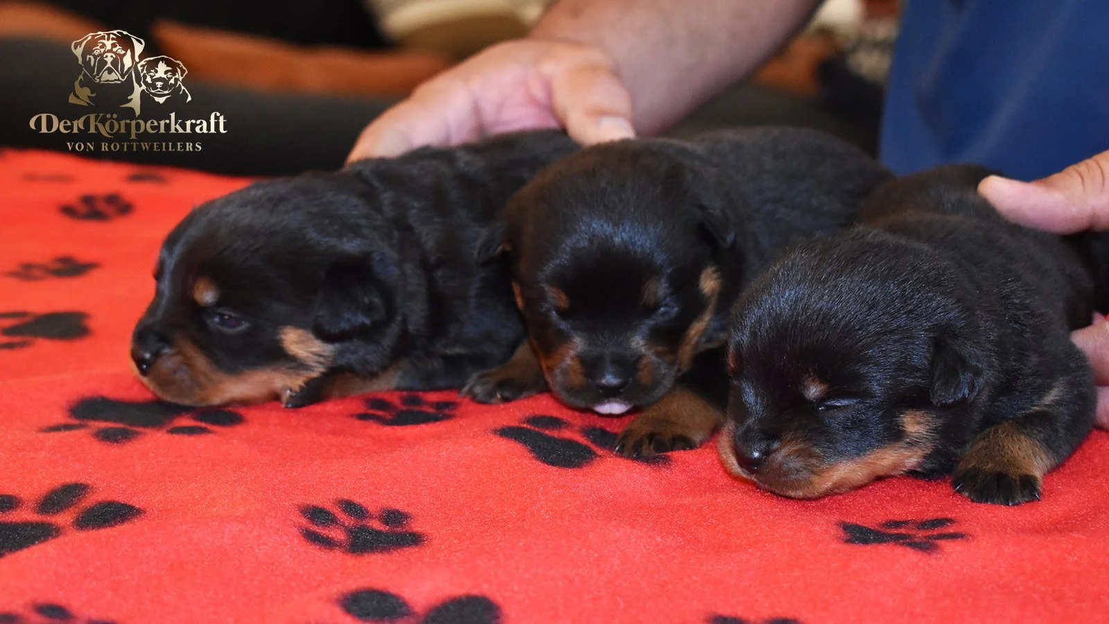 6S-Valentino-Ustajala-2wk-Females (1)a.jpg
