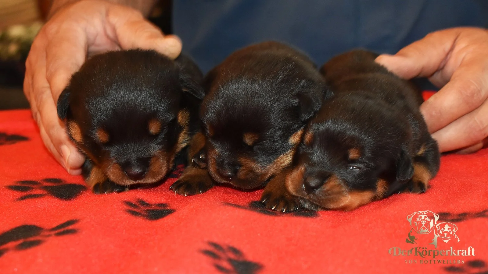 6S-Valentino-Ustajala-2wk-Females (3)a.jpg