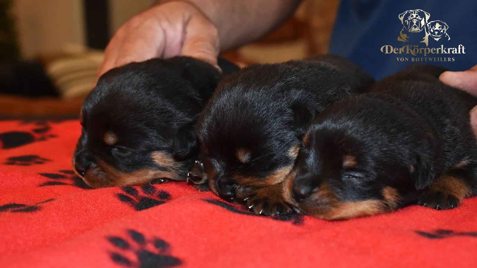 6S-Valentino-Ustajala-2wk-Females (4)a.jpg