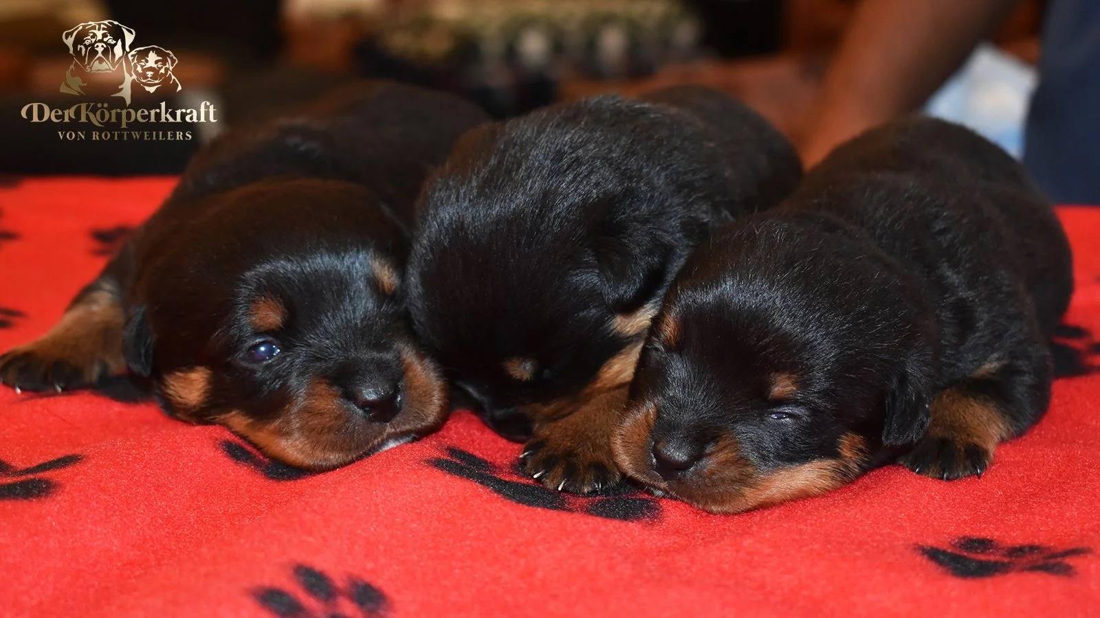 6S-Valentino-Ustajala-2wk-Females (5)a.jpg