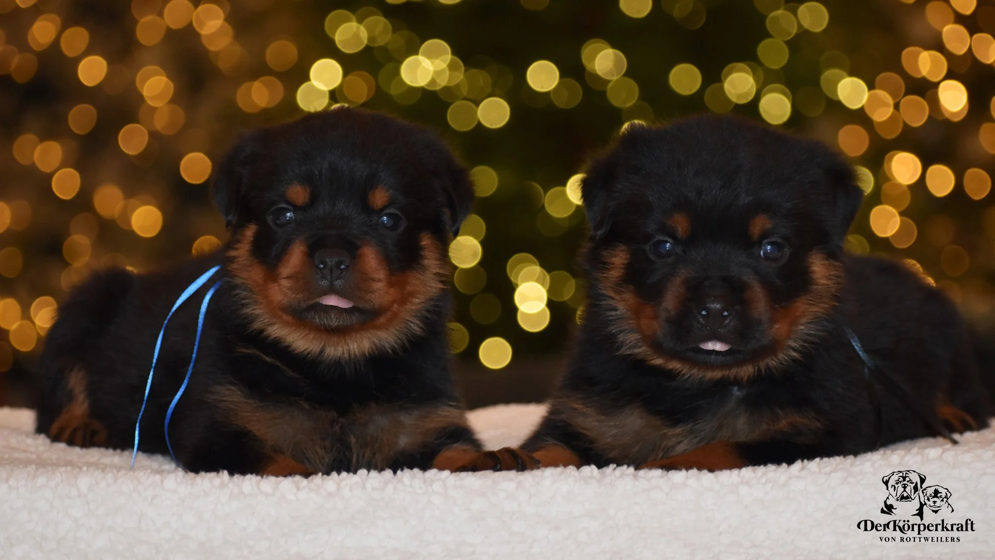 6S-Valentino-Ustajala-4wk-Males-Blue-Black-1b.jpg