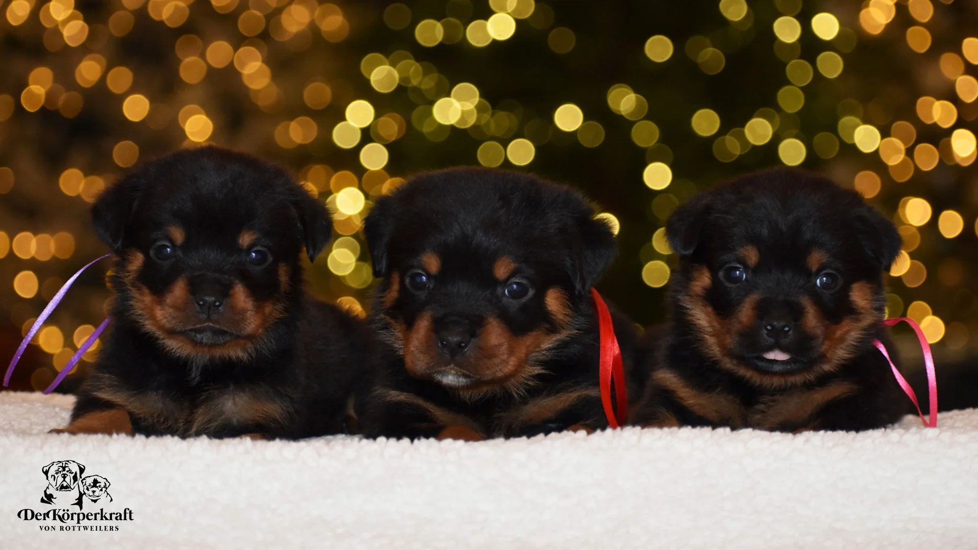 6S-Valentino-Ustajala-4wk-Females-Purple-Red-Pink-1b.jpg