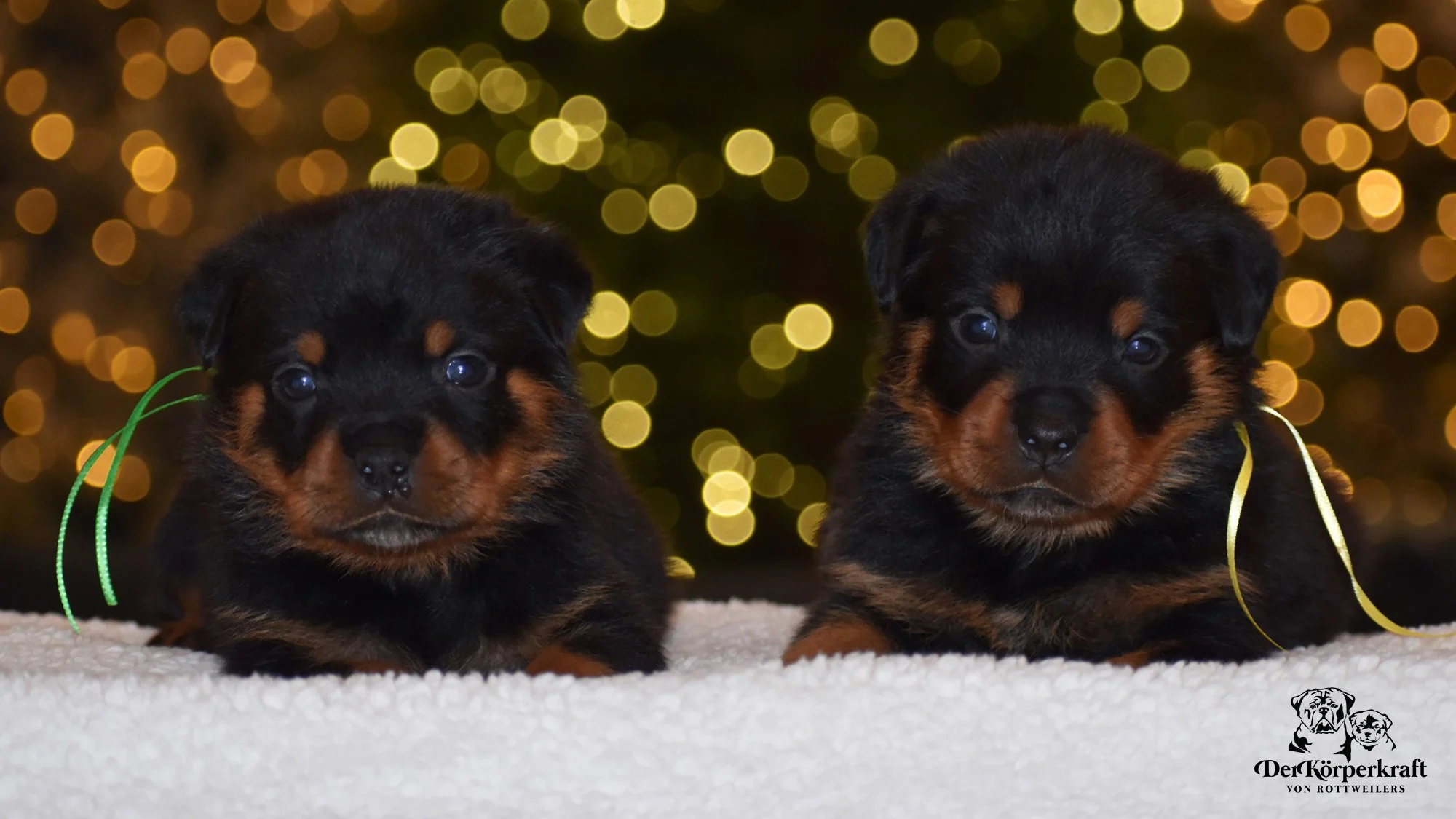 6S-Valentino-Ustajala-4wk-Males-Green-Yellow-1b.jpg