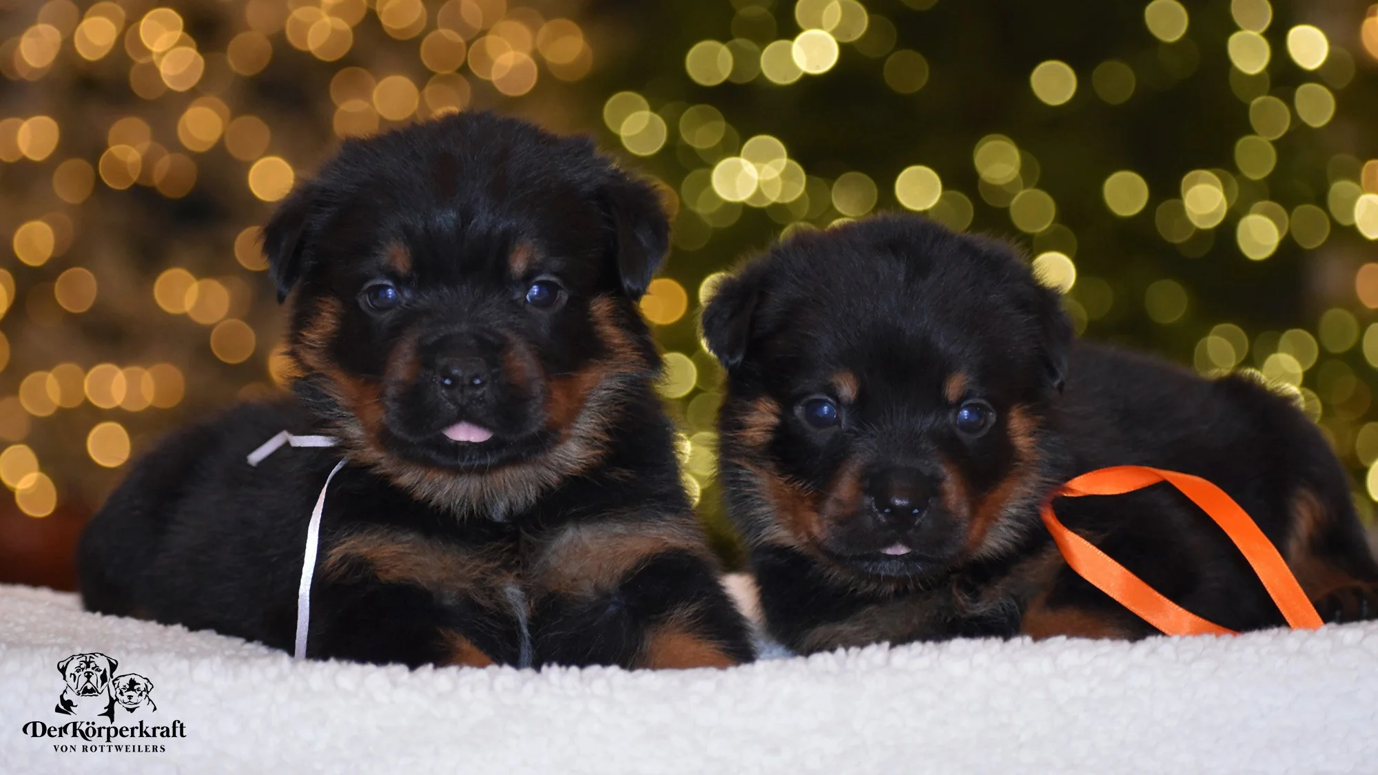6S-Valentino-Ustajala-4wk-Males-White-Orange-1b.jpg