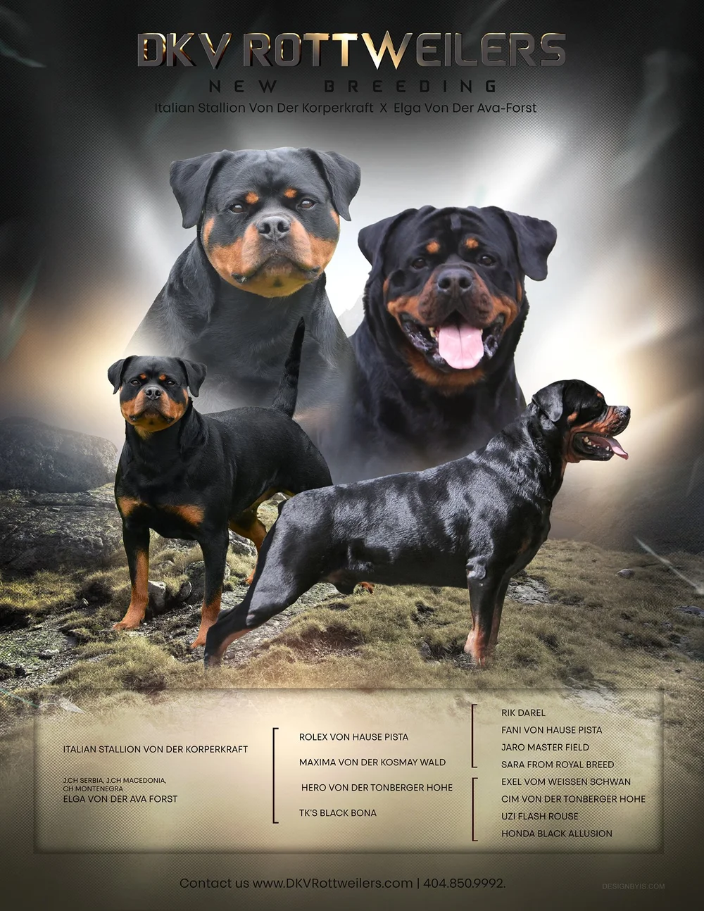 DKV Rottweilers | German Rottweiler Puppies For Sale