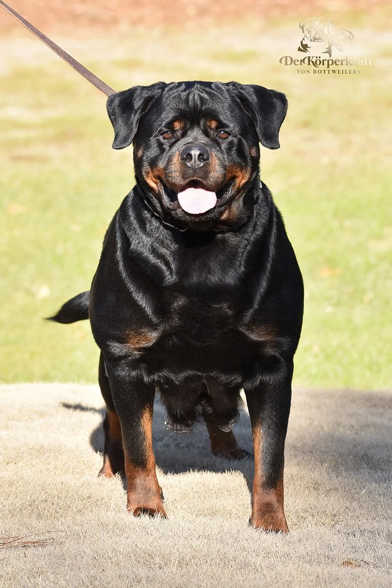 DKV Rottweilers | German Rottweiler Puppies For Sale