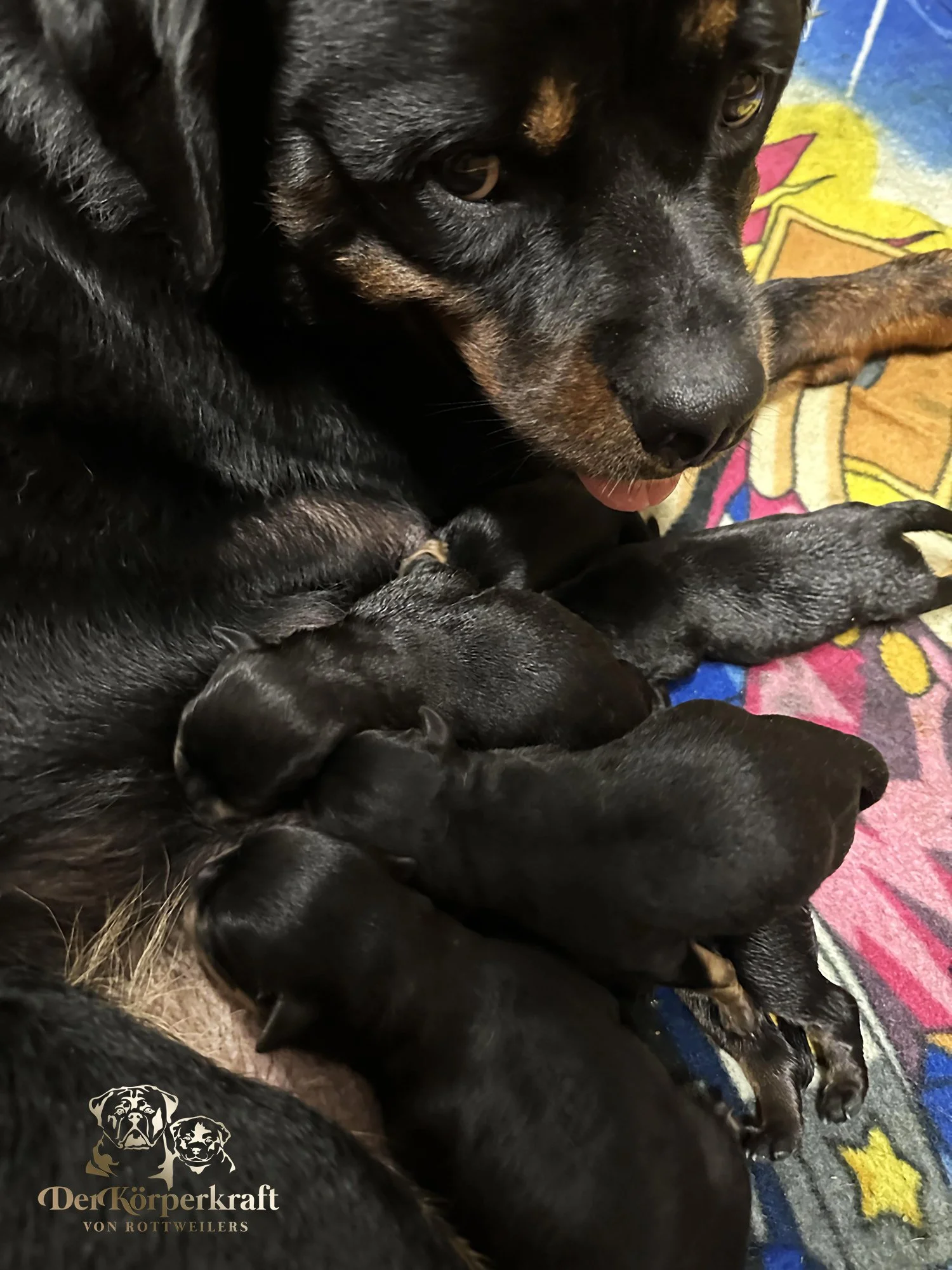 DKV Rottweilers | German Rottweiler Puppies For Sale | Rocky-Drama