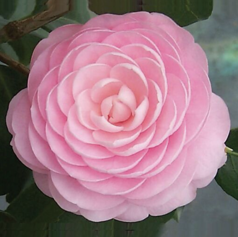 Camelliorate