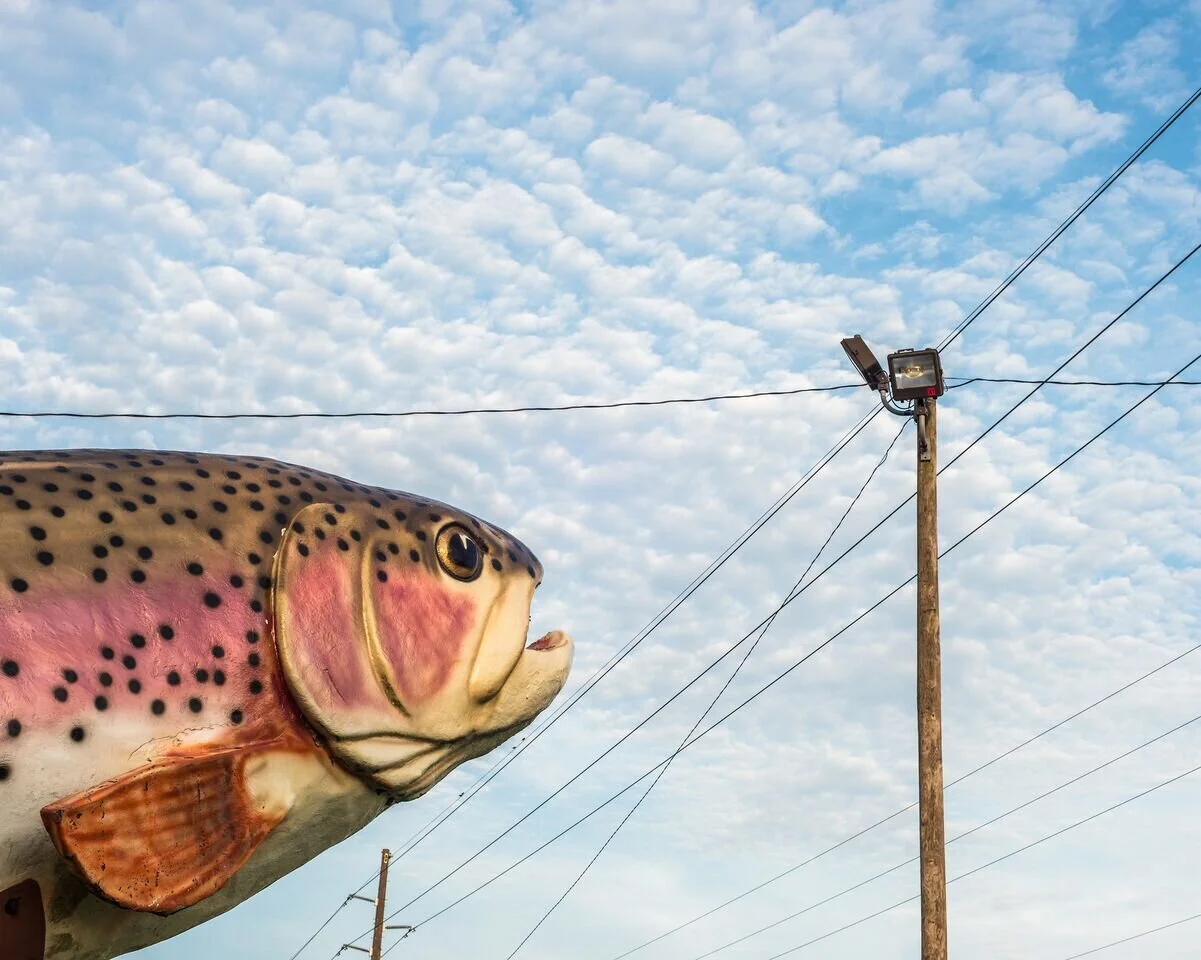RainbowTrout-534x427.jpg