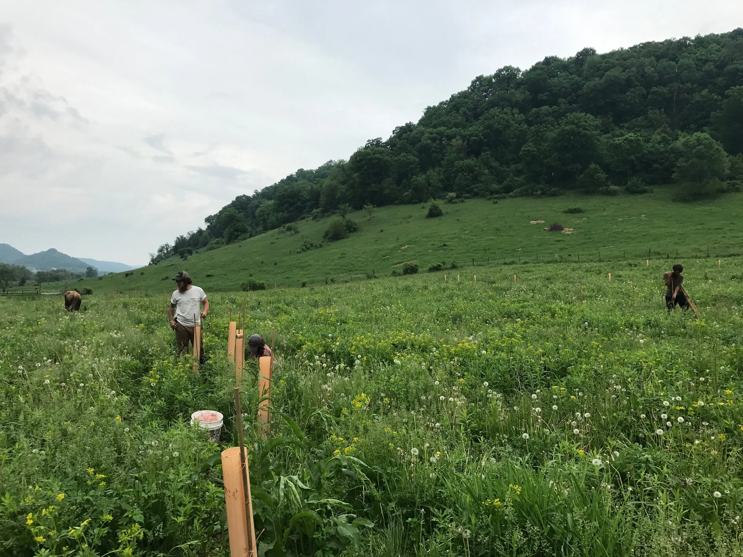 2020 Regenerative Farm Design Course