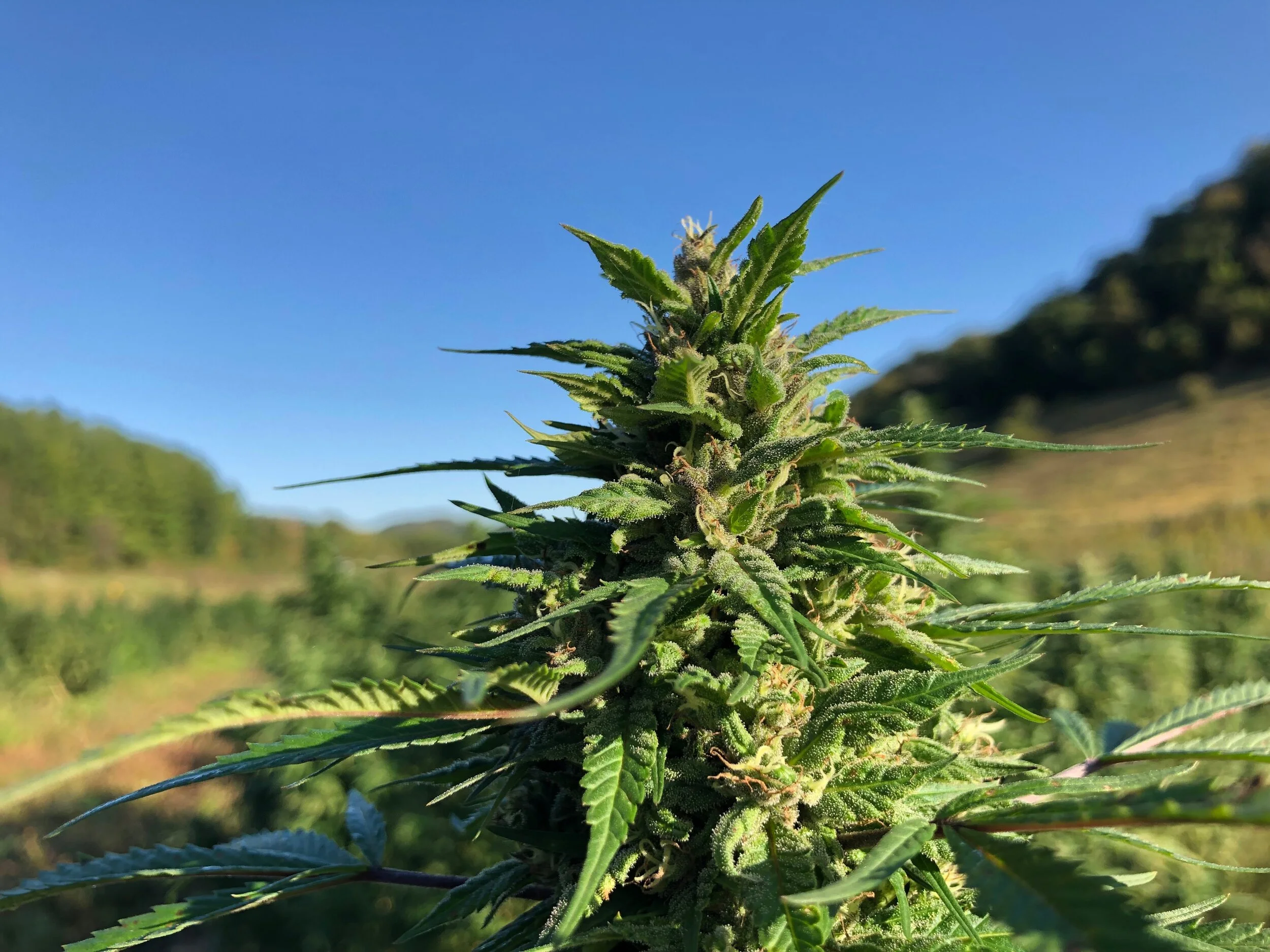 Regenerative Hemp