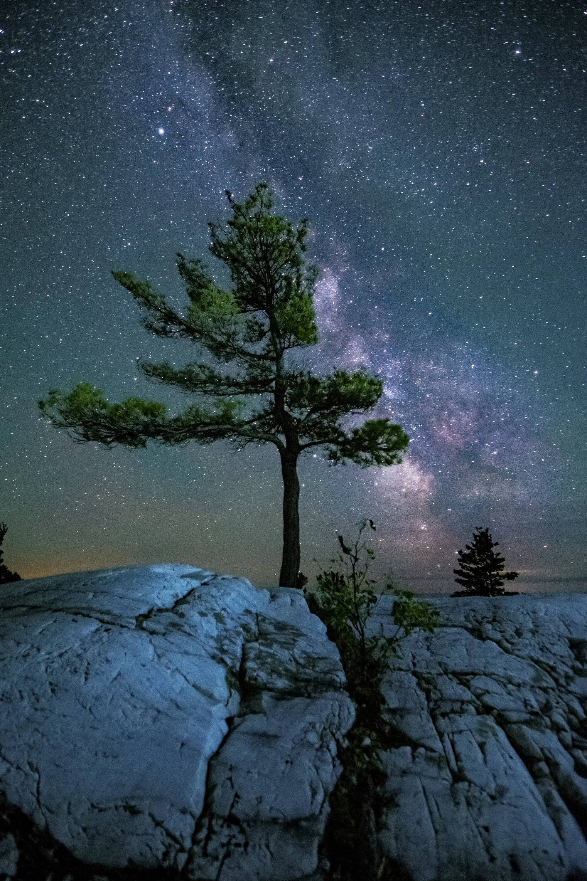 Killarney Tree Website File.jpg