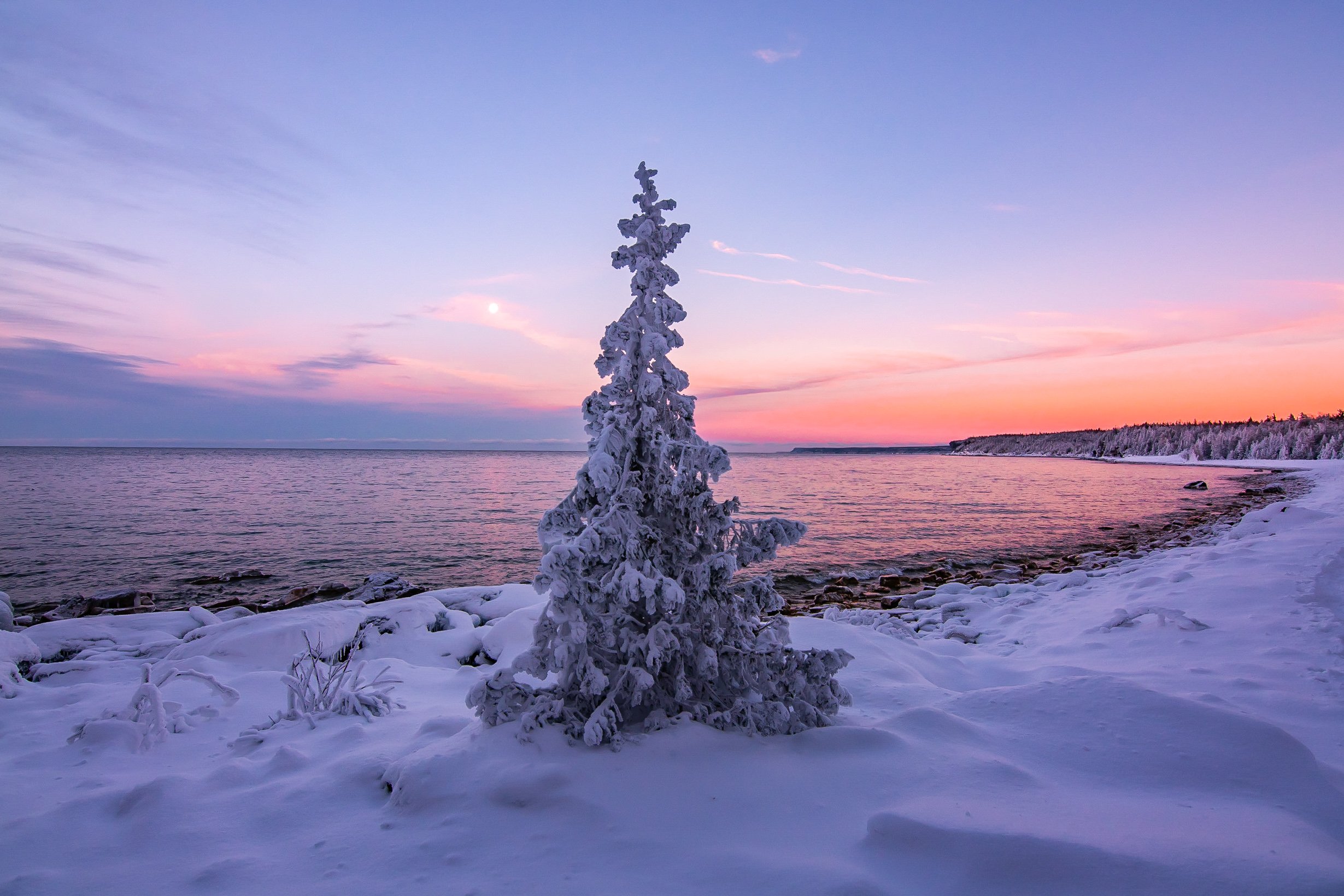 Lone Tree