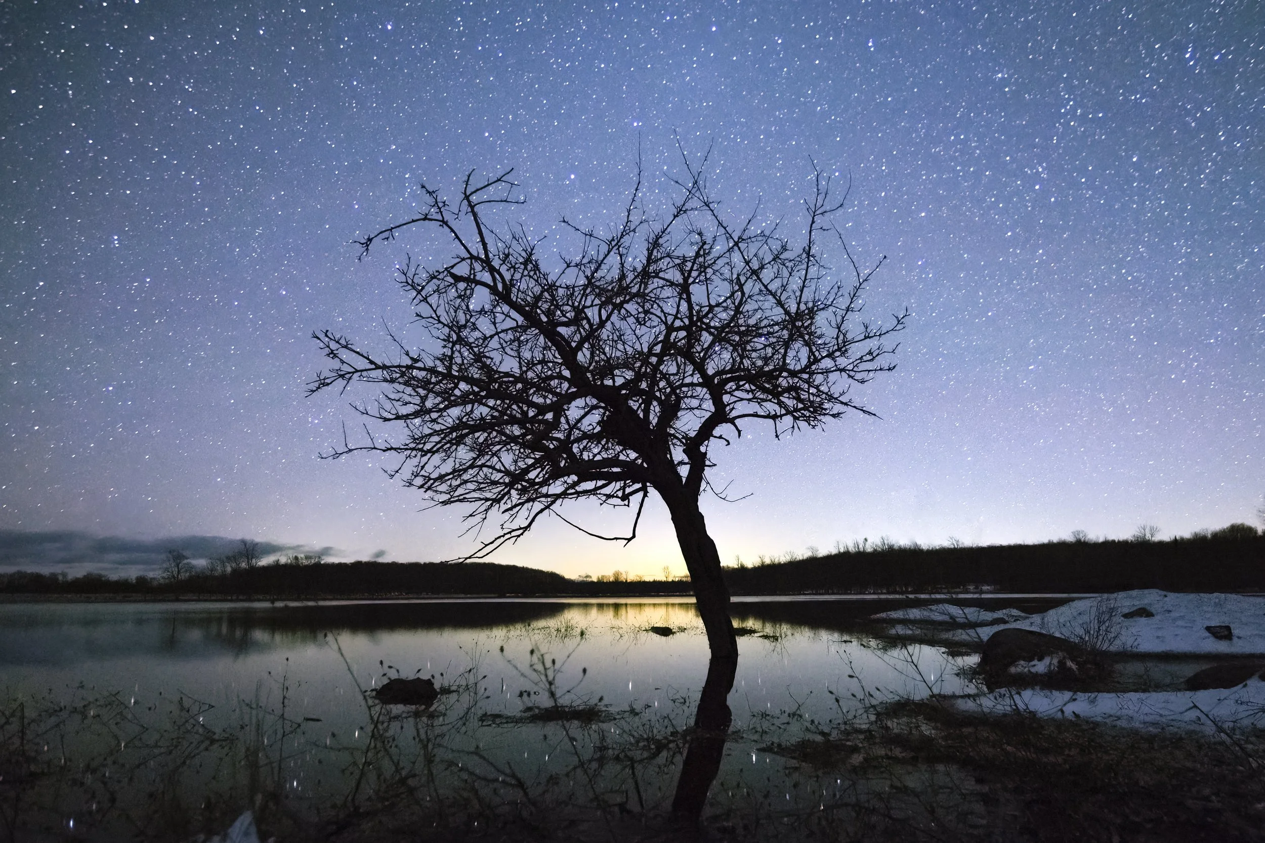 Dyers Bay Tree WebsiteFile.jpg
