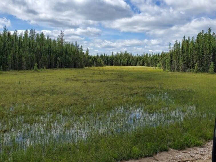 Weed ID on Pipeline in Lac La Biche (Copy) (Copy)