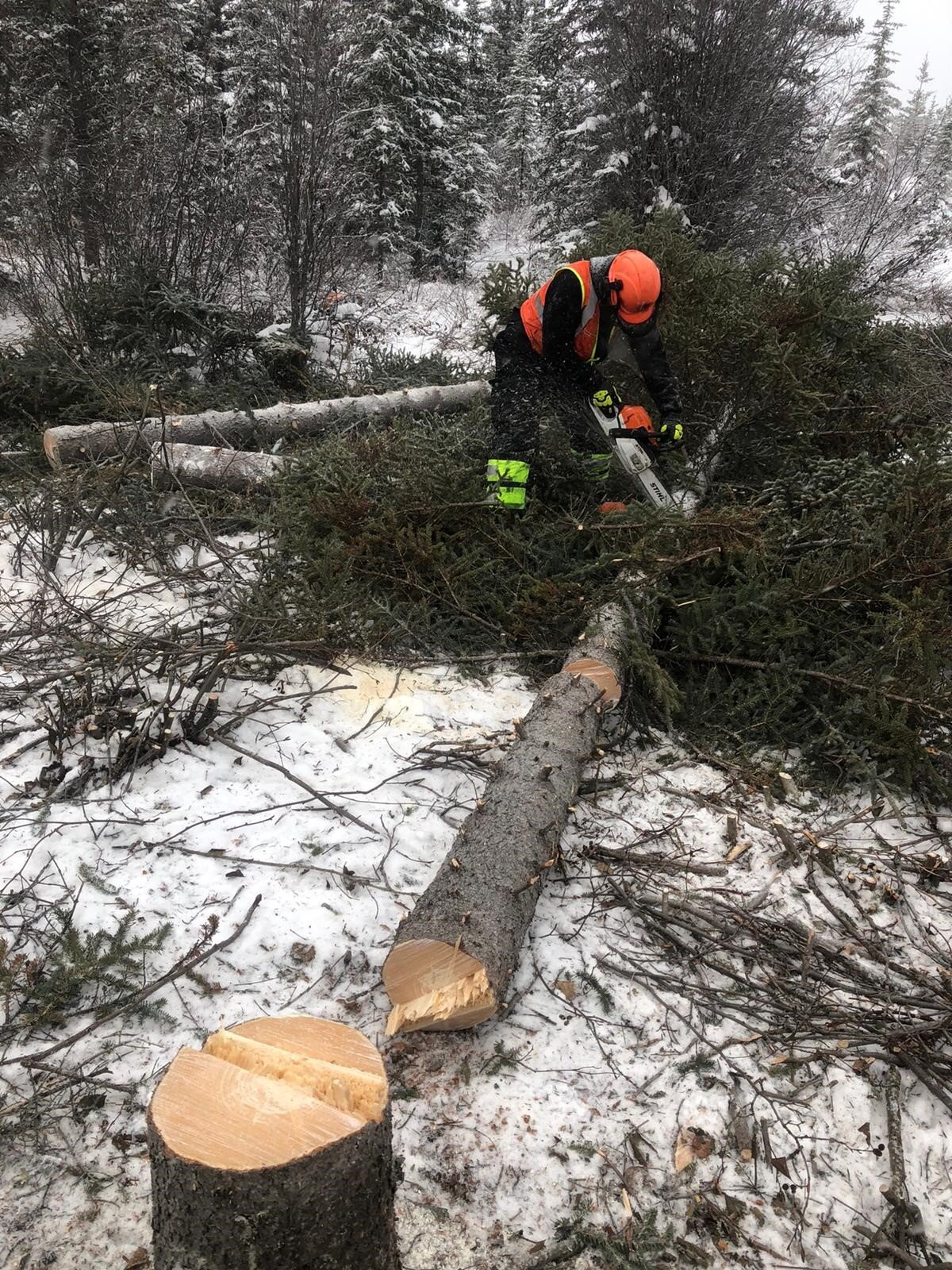 Tree Trimming