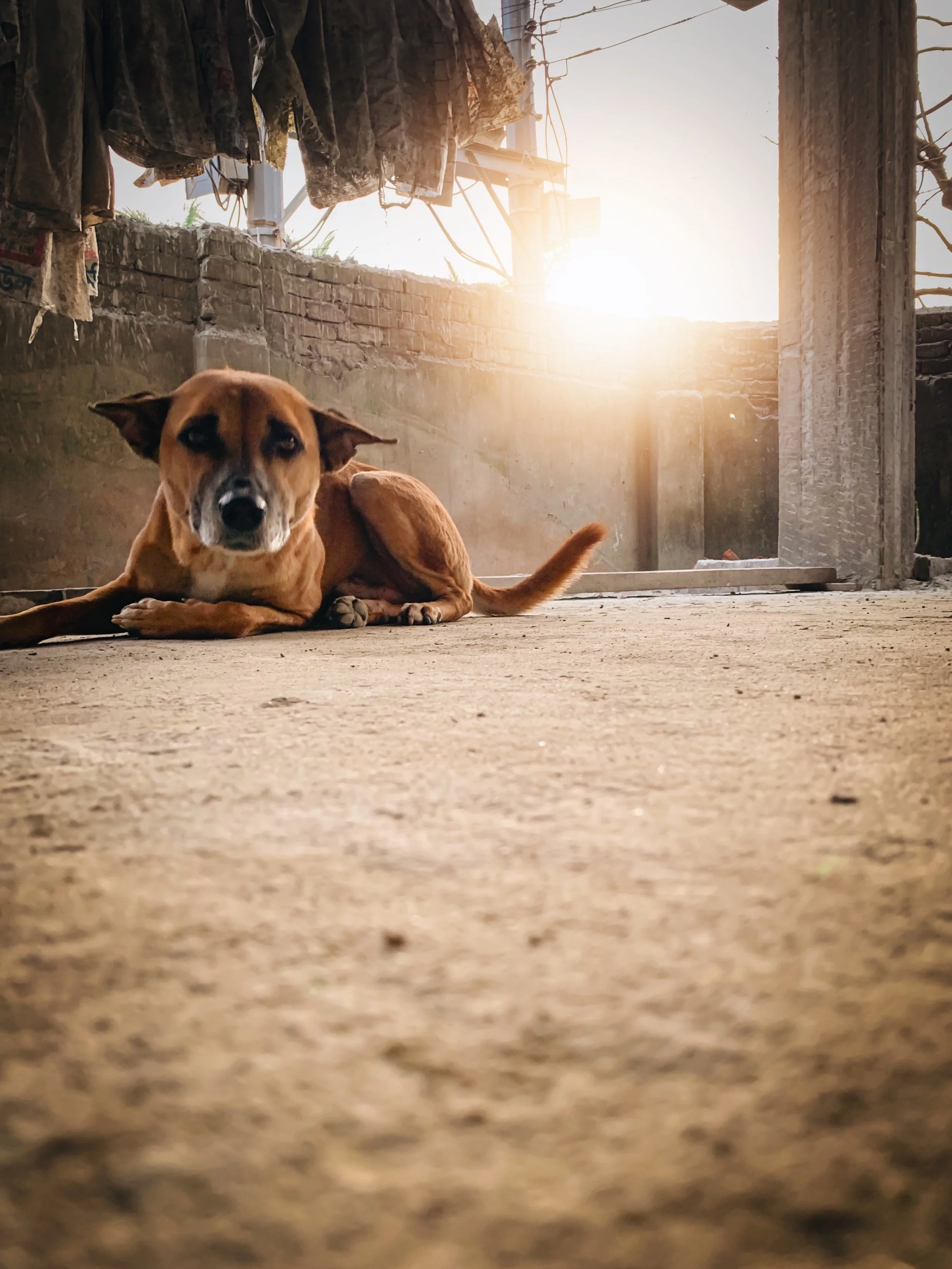 HELP for First-time Dog Owners