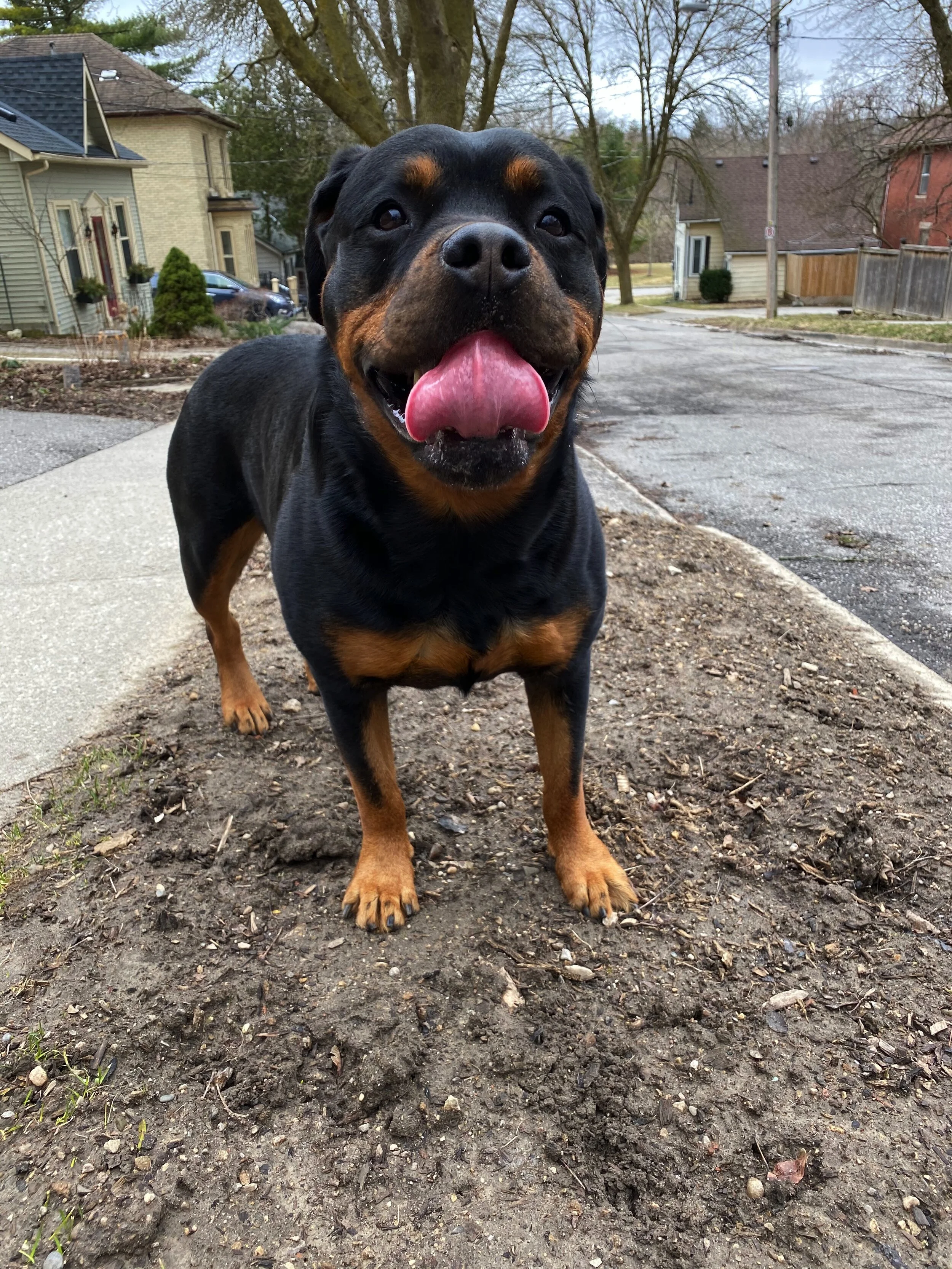 Stop Muddy Paw Prints in Their Tracks