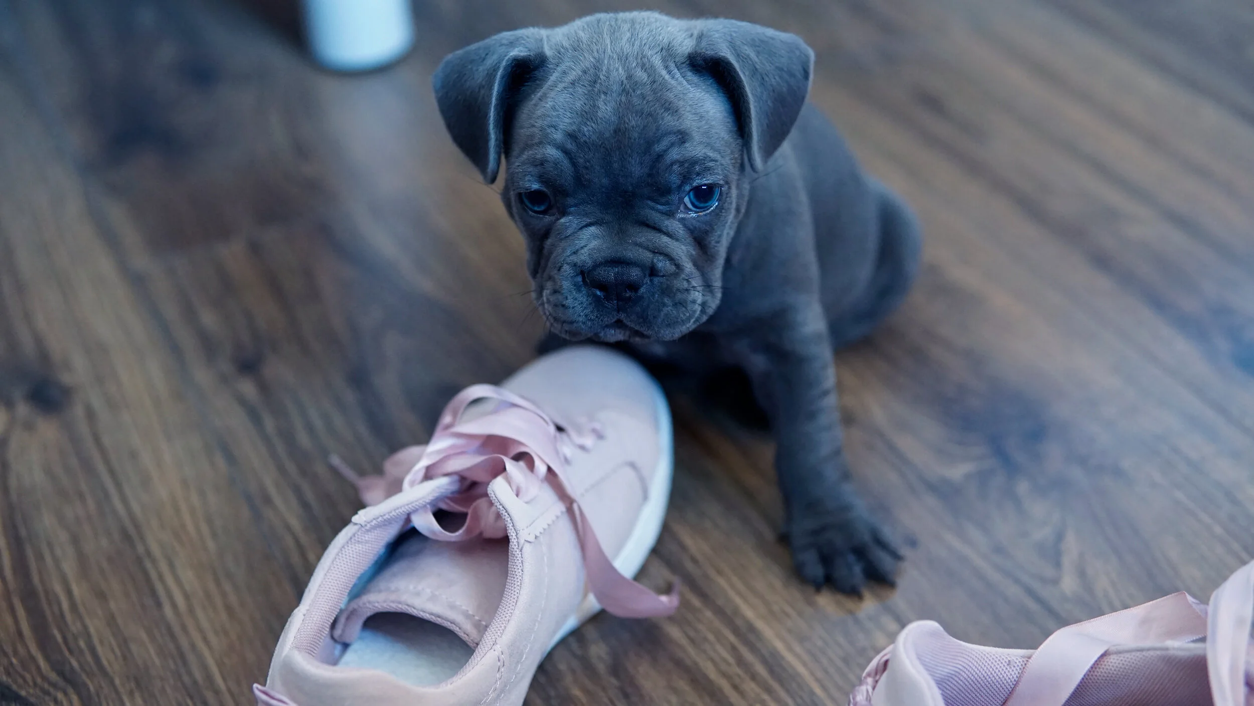 Three Things to Stop Your Puppy From Chewing Your Shoes